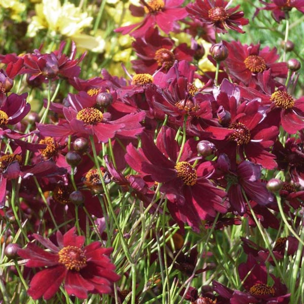 Mädchenauge Limerock ruby - Coreopsis rosea