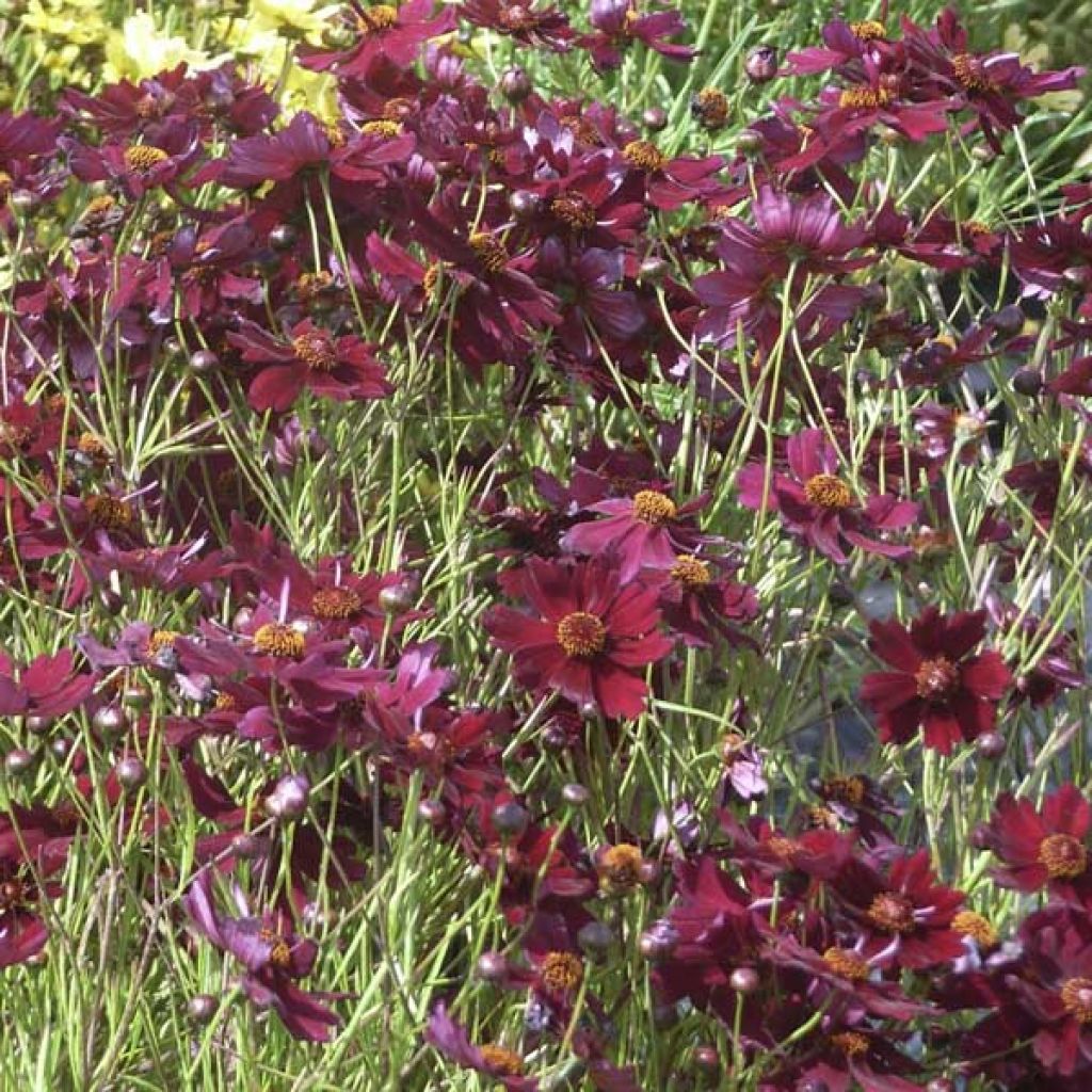 Coreopsis Limerock ruby