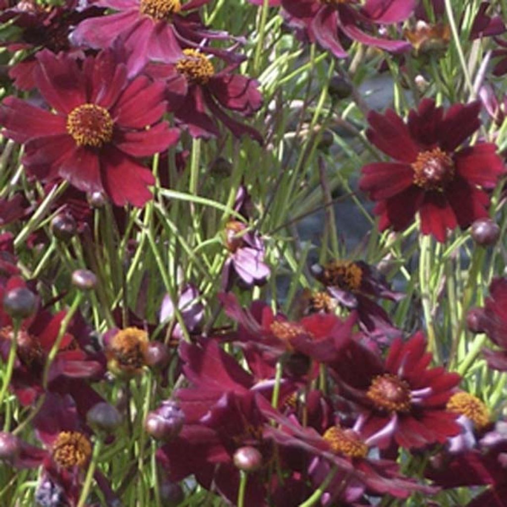 Coreopsis Limerock ruby