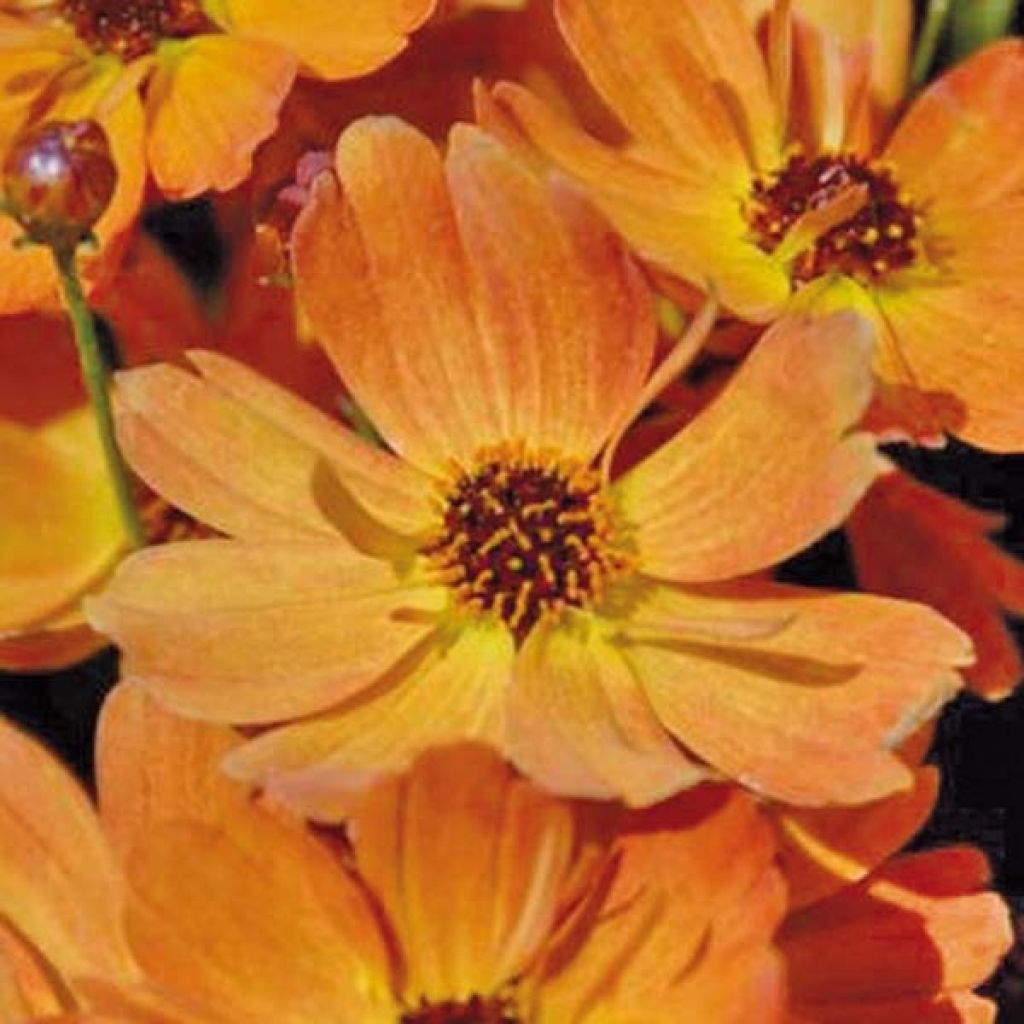 Coreopsis Mango Punch