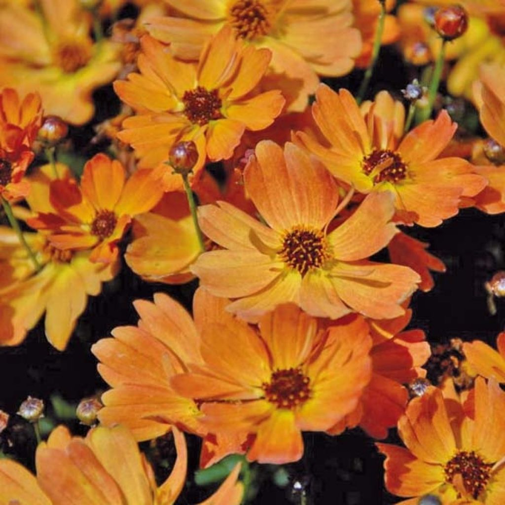 Coreopsis Mango Punch