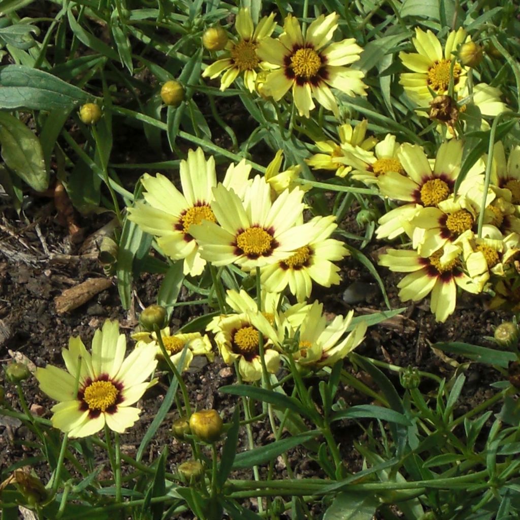 Coreopsis Redshift