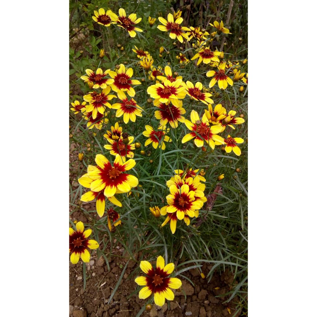 Mädchenauge Bengal Tiger - Coreopsis verticillata