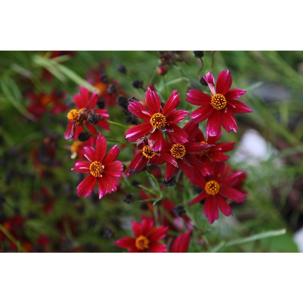 Coreopsis 'Limerock ruby'