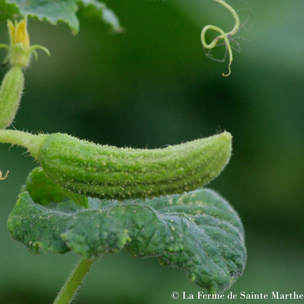 Cornichon de Bourbonne Bio - Ferme de Sainte Marthe