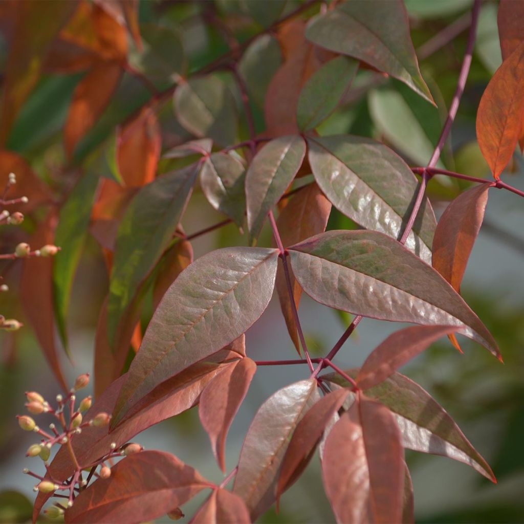 Cornouiller blanc - Cornus alba Kesselringii