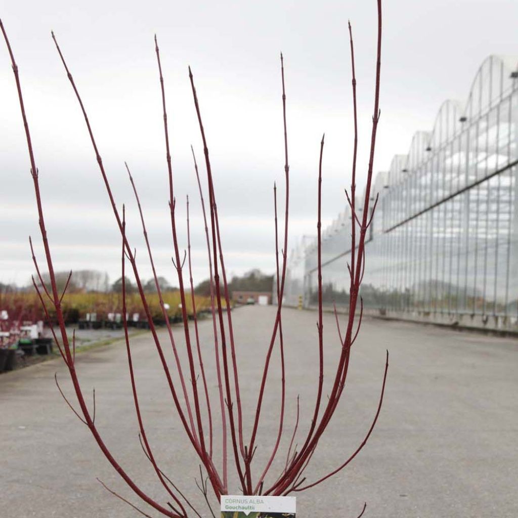 Cornus alba Gouchaultii - Tatarischer Hartriegel