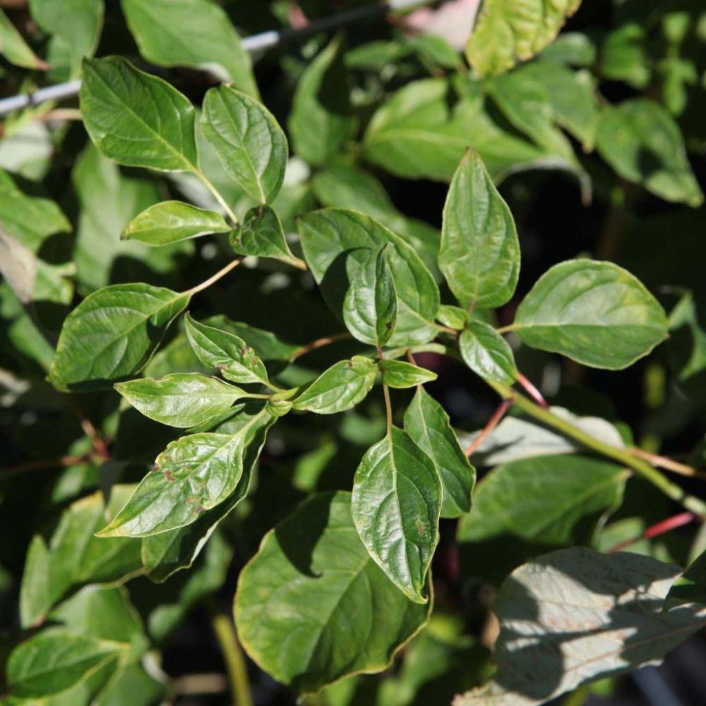 Cornus alternifolia - Wechselblättriger Hartriegel