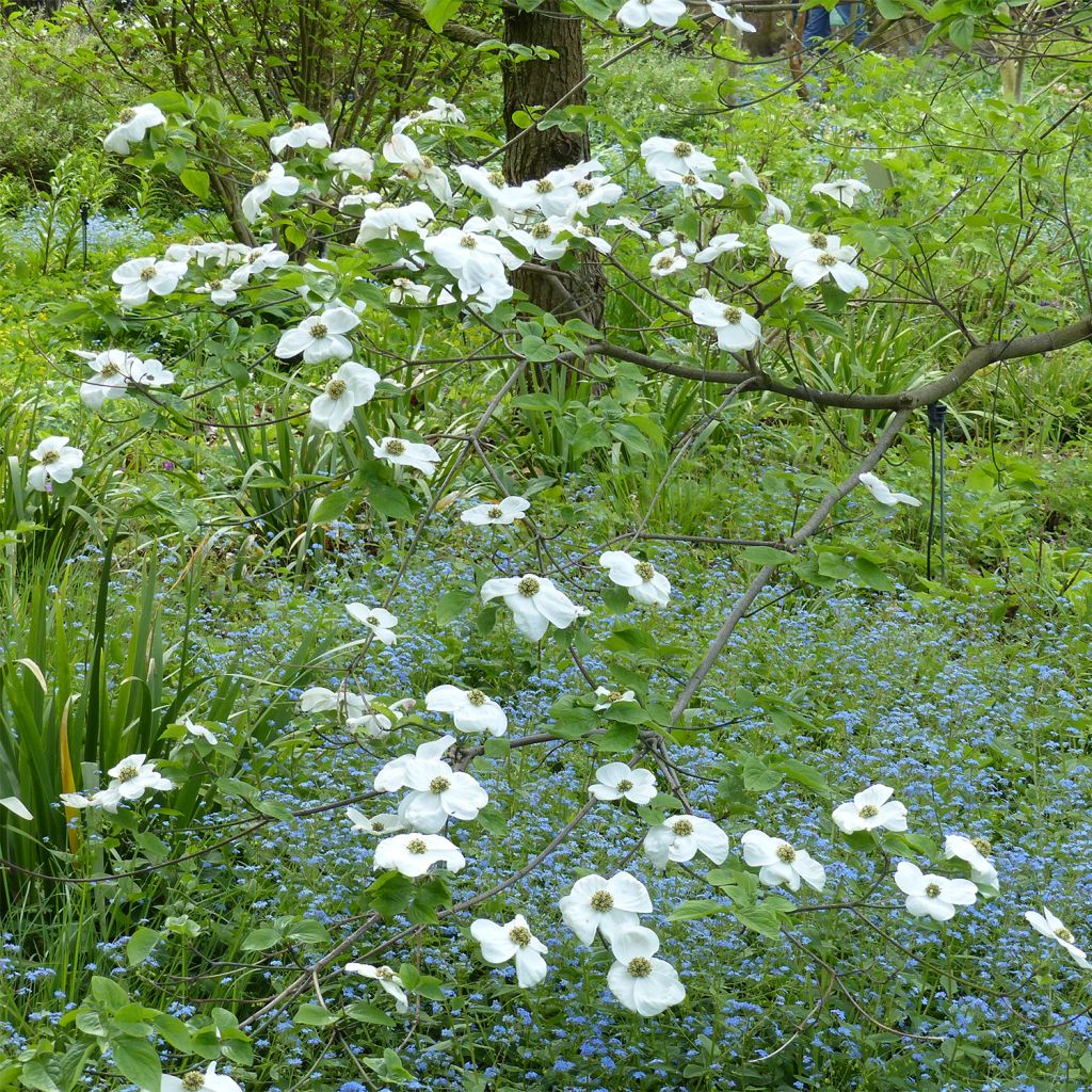 Nuttalls Blüten-Hartriegel Ascona - Cornus nuttallii