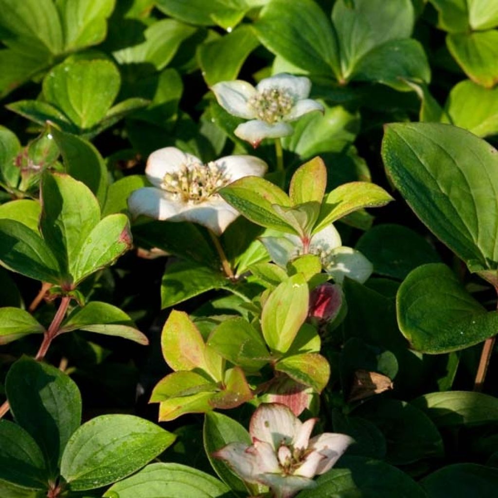 Cornouiller du Canada - Cornus canadensis