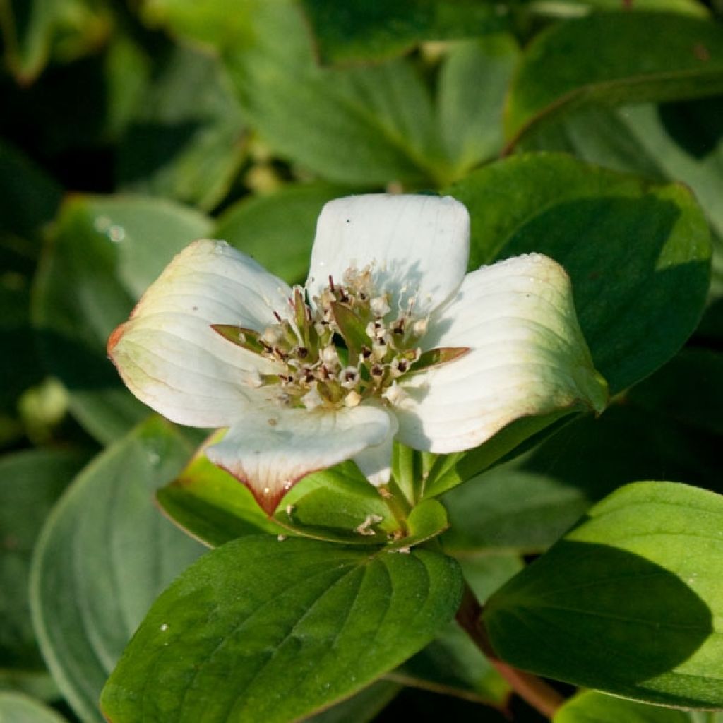 Cornouiller du Canada - Cornus canadensis