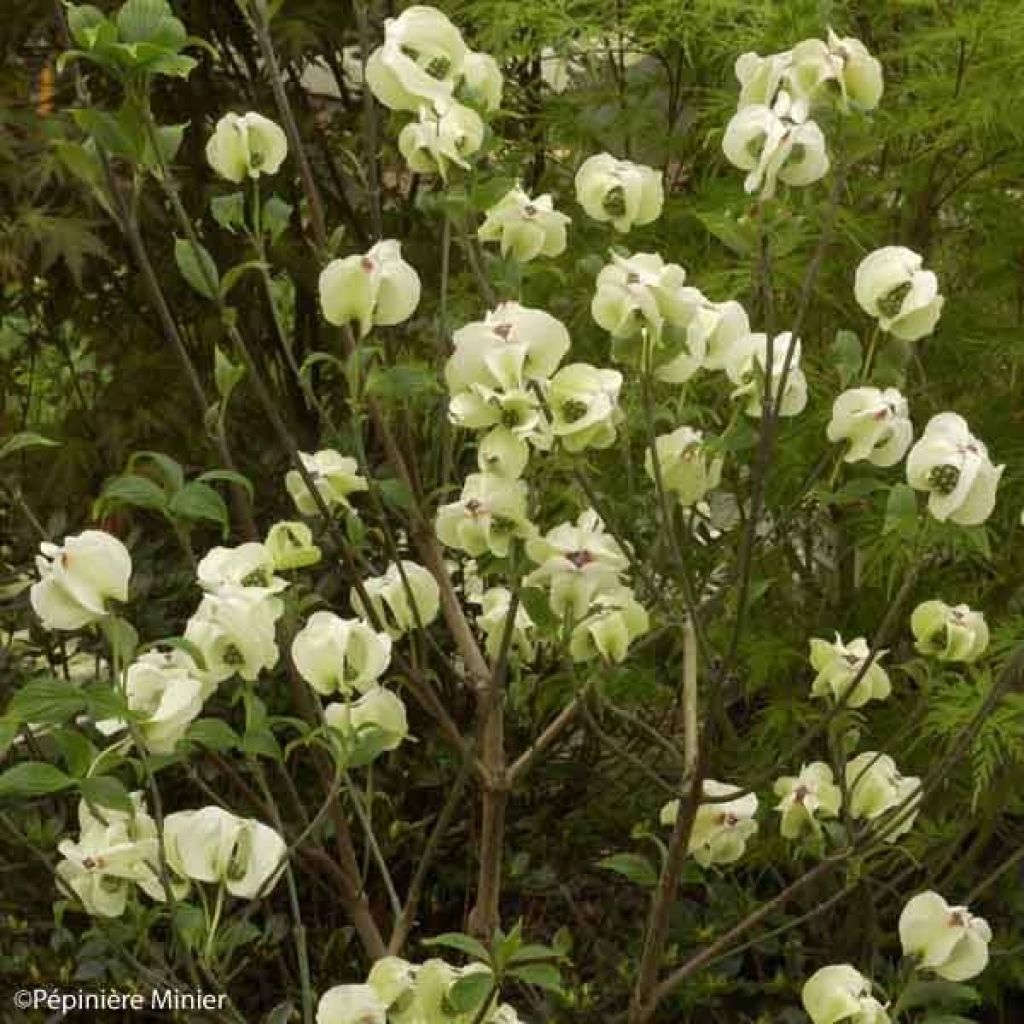 Cornus ou Cornouiller Florida Cloud Nine en pot de 10L