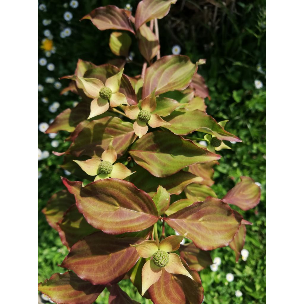 Japanischer Blumen-Hartriegel Cappuccino - Cornus kousa