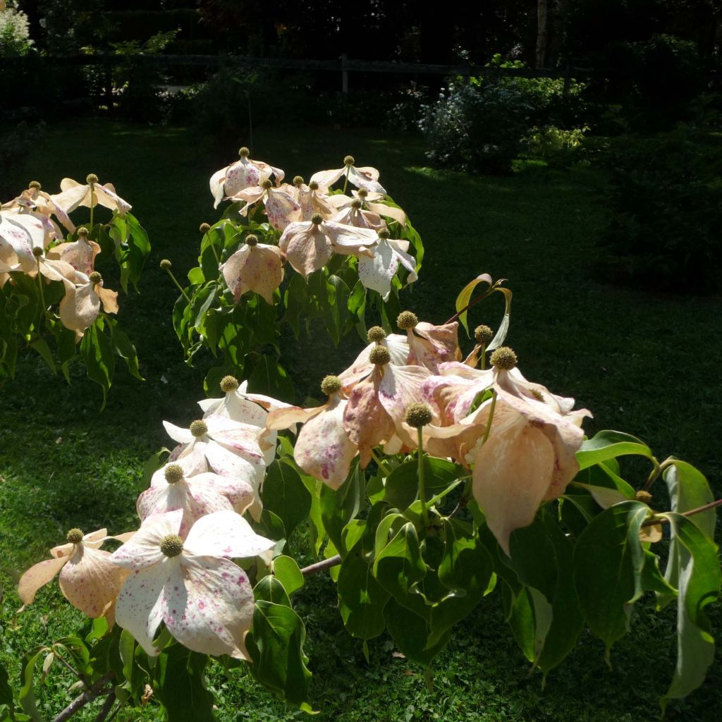 Japanischer Blumen-Hartriegel Galilean - Cornus kousa