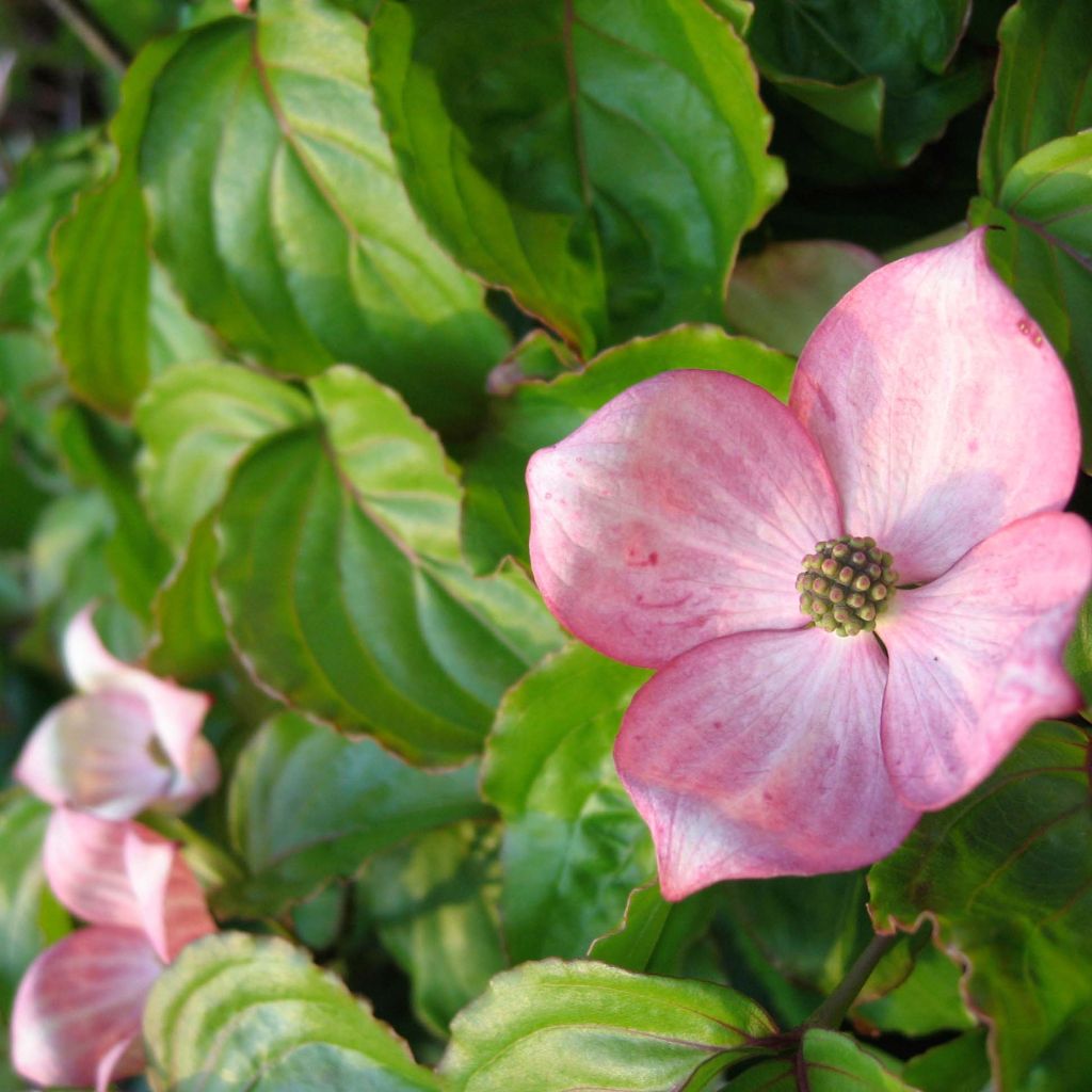 Japanischer Blumen-Hartriegel Heart Throb - Cornus kousa