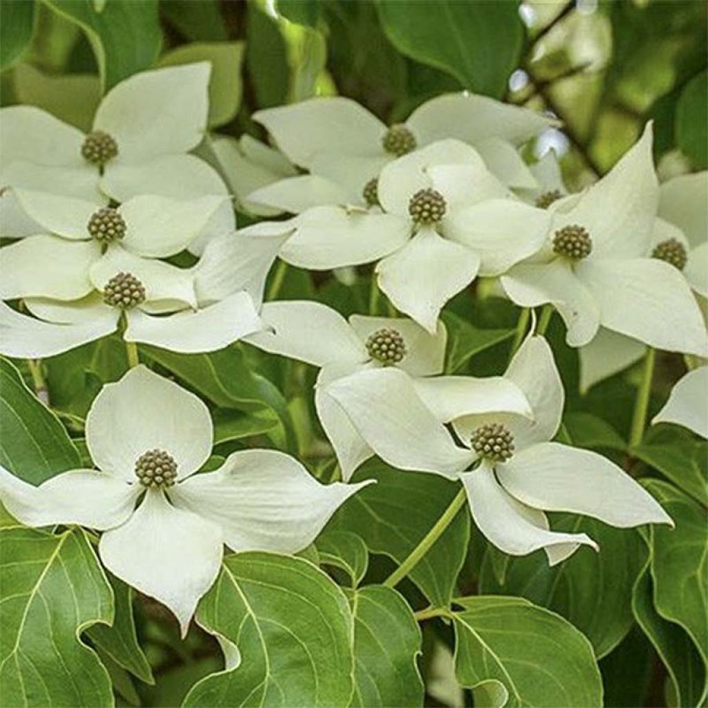 Japanischer Blumen-Hartriegel Roberts Select - Cornus kousa