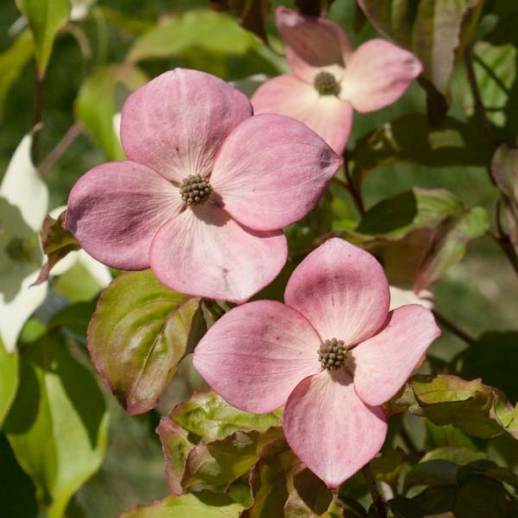 Cornus ou Cornouiller Kousa Satomi en pot de 3L