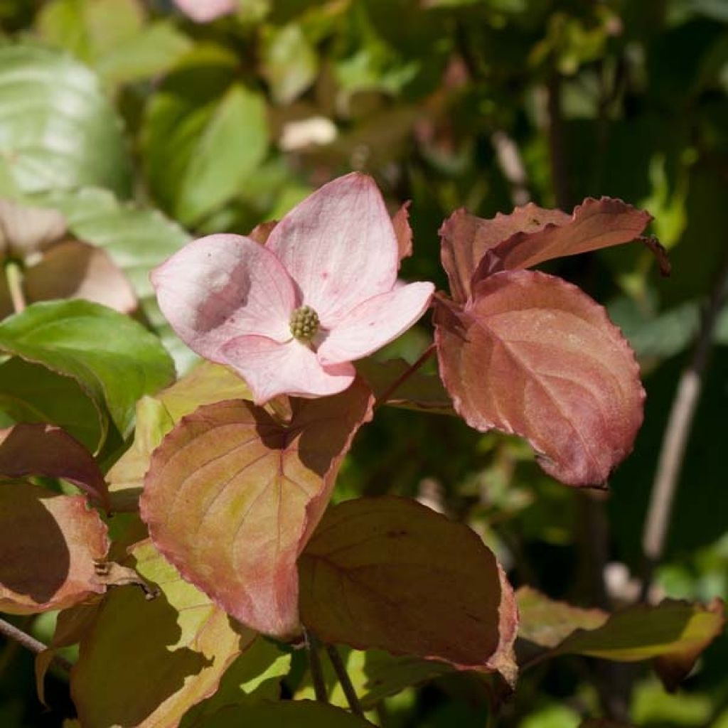 Japanischer Blumen-Hartriegel Satomi - Cornus kousa