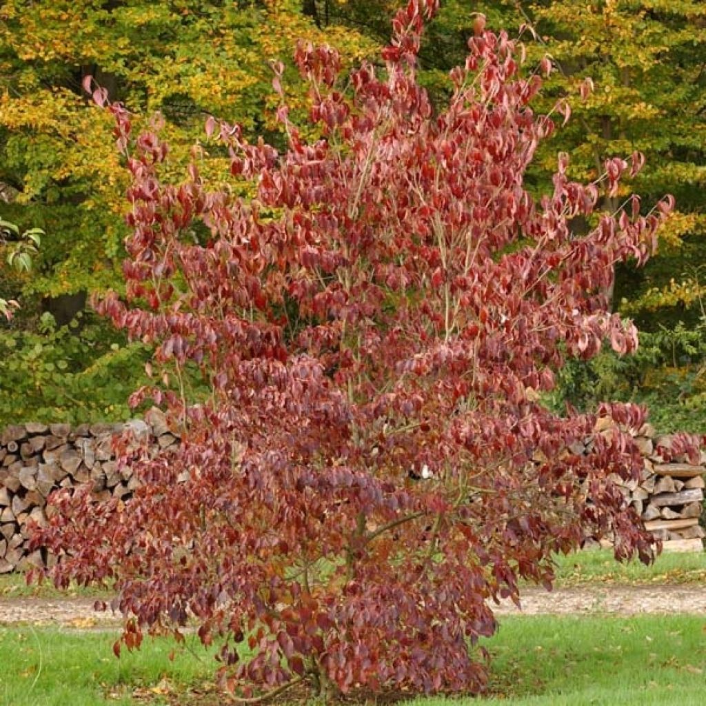 Cornouiller, Cornus Kousa var. Chinensis Great Star en pot de 1L