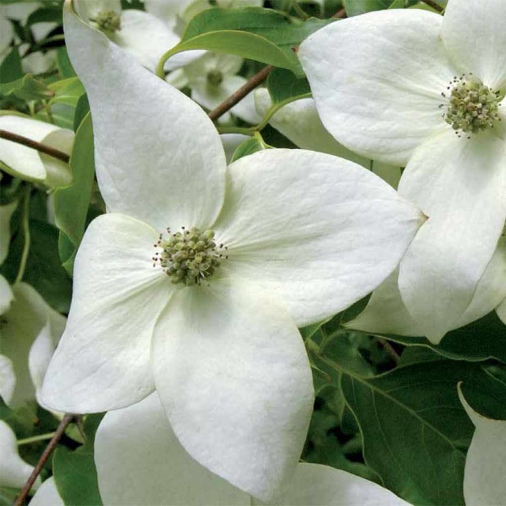 Chinesischer Blumen-Hartriegel Great Star - Cornus kousa subsp. chinensis