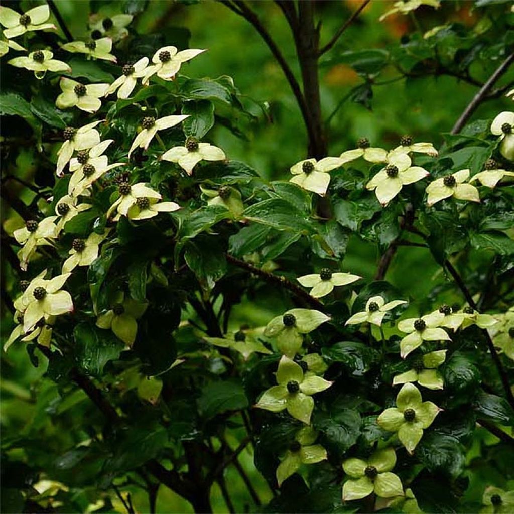 Japanischer Blumen-Hartriegel Wieting's Select - Cornus kousa