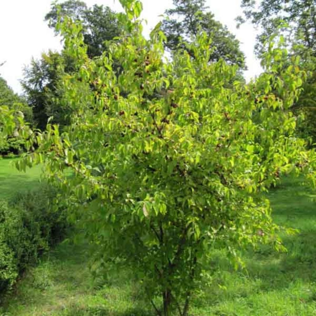 Kornelkirsche - Cornus mas