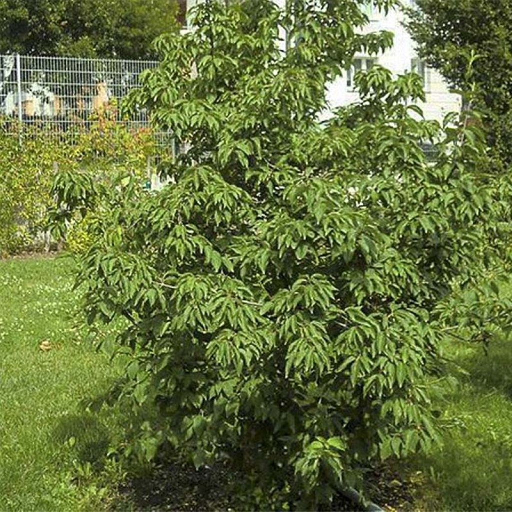 Kornelkirsche Schönbrunner Gourmet Dirndl - Cornus mas