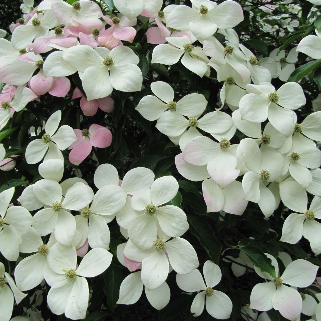 Japanischer Blumen-Hartriegel Norman Hadden - Cornus kousa