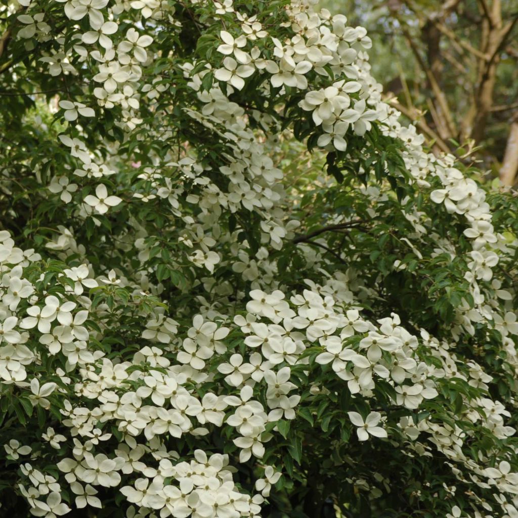 Japanischer Blumen-Hartriegel Norman Hadden - Cornus kousa