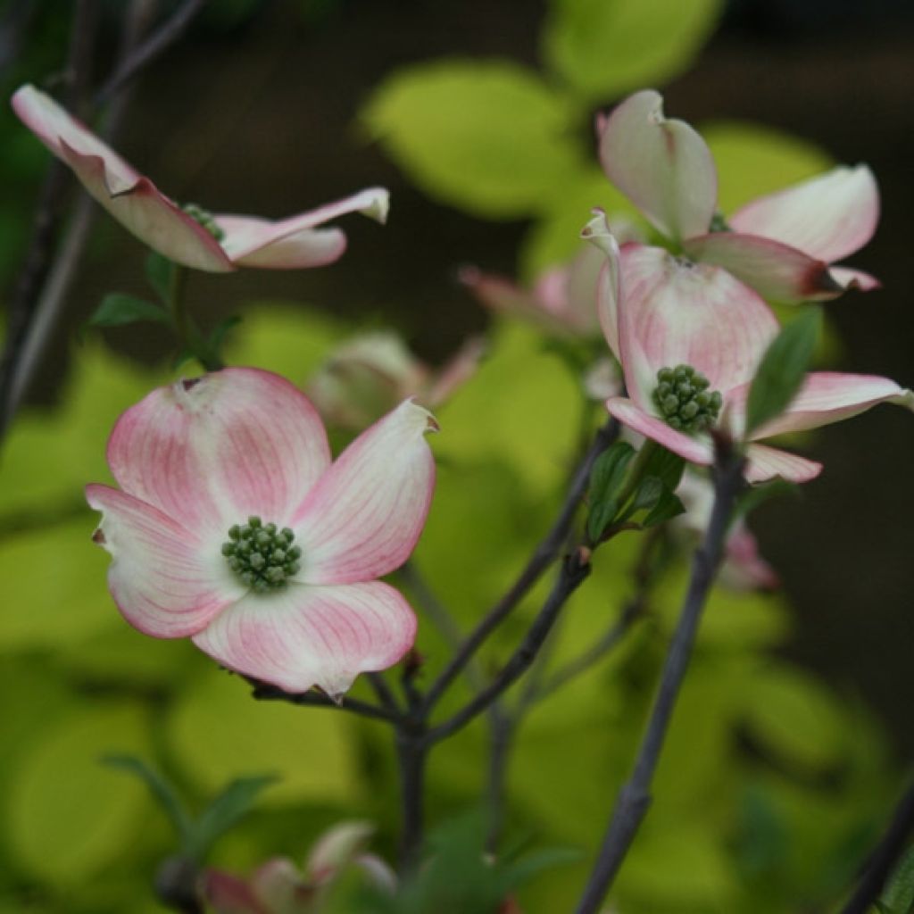 Cornus ou Cornouiller Florida Rubra en pot de 10L.