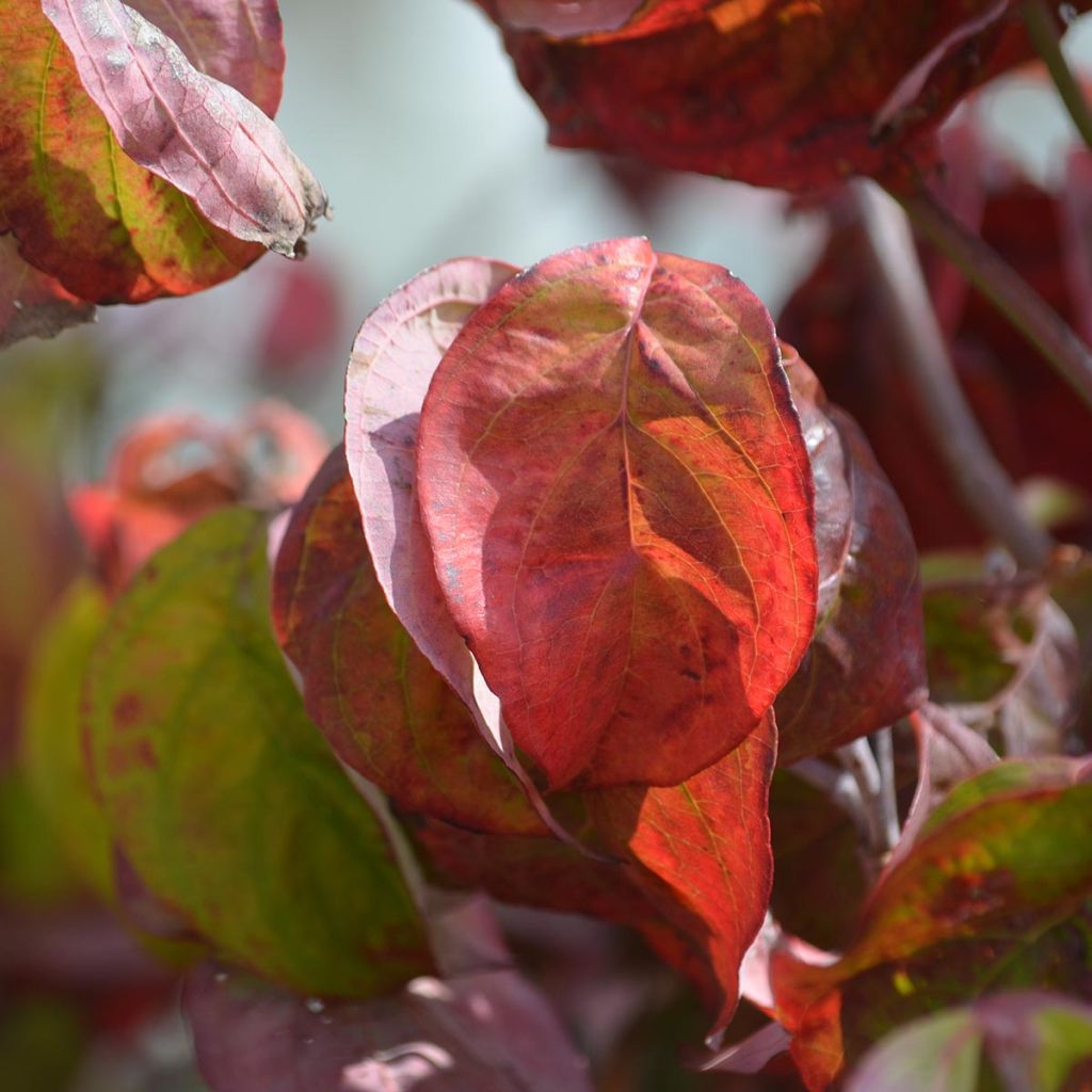 Cornus ou Cornouiller Florida Rubra en pot de 10L.