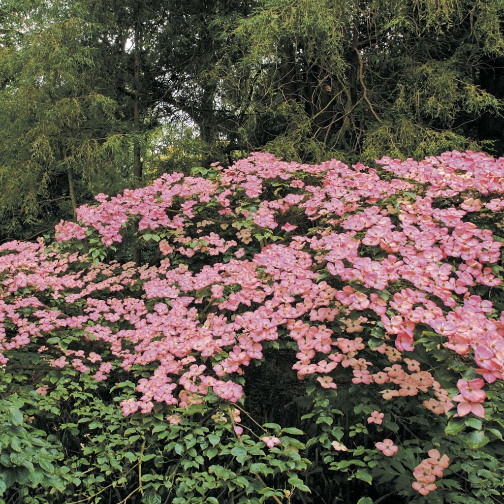 Japanischer Blumen-Hartriegel Satomi - Cornus kousa