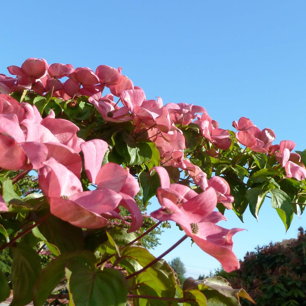 Japanischer Blumen-Hartriegel Satomi - Cornus kousa