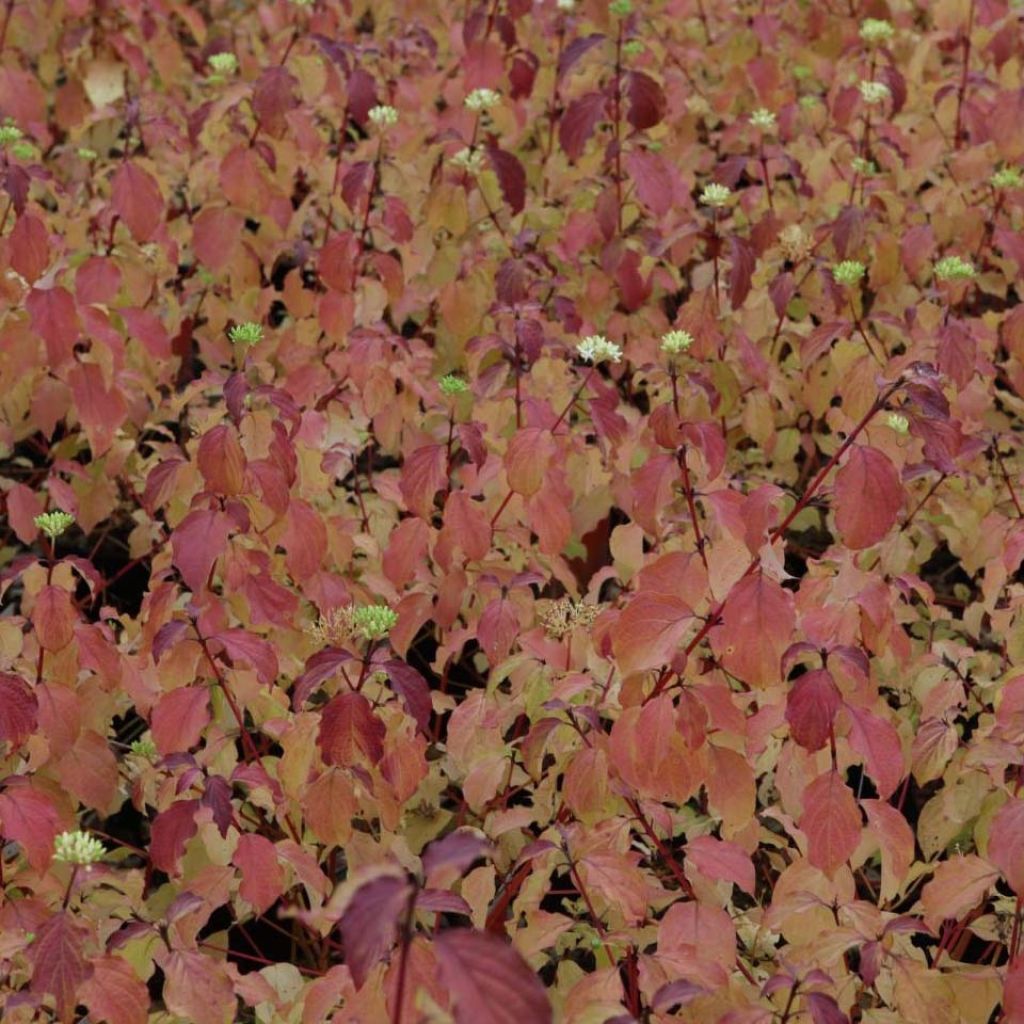 Roter Hartriegel Winter Beauty - Cornus sanguinea