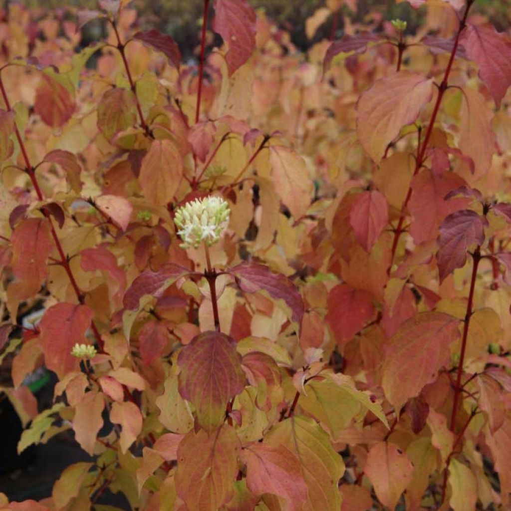 Roter Hartriegel Winter Beauty - Cornus sanguinea