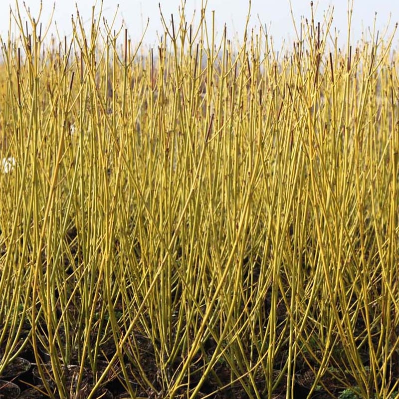 Seidige Hartriegel Budd's Yellow - Cornus sericea