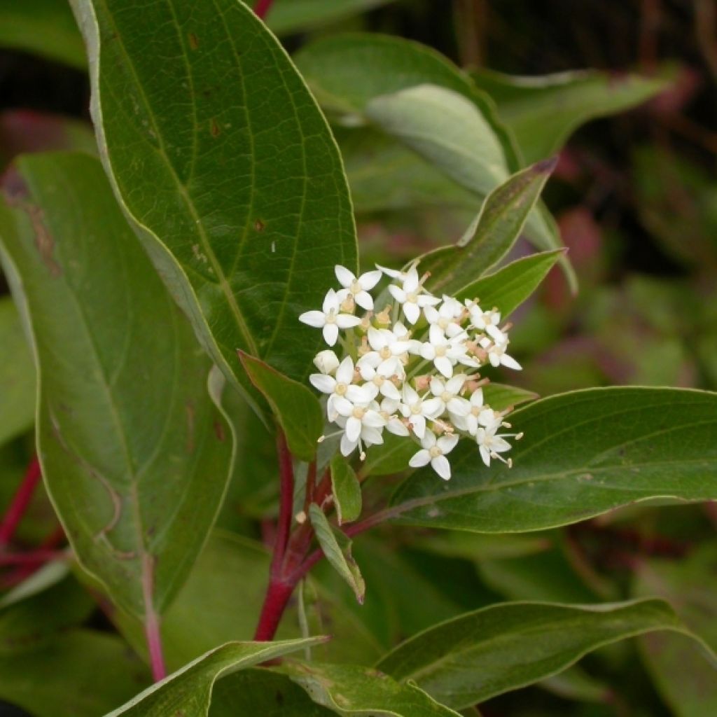 Seidige Hartriegel Kelseyi - Cornus sericea