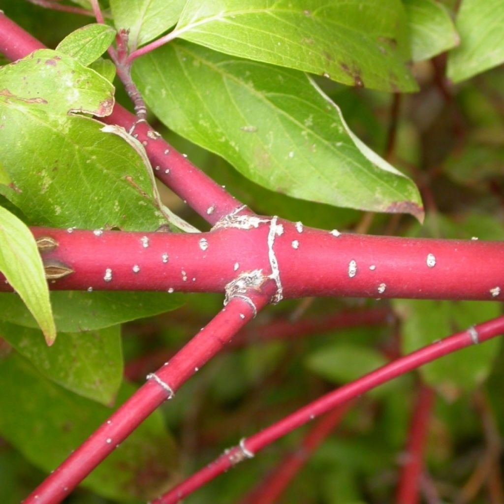 Seidige Hartriegel Kelseyi - Cornus sericea