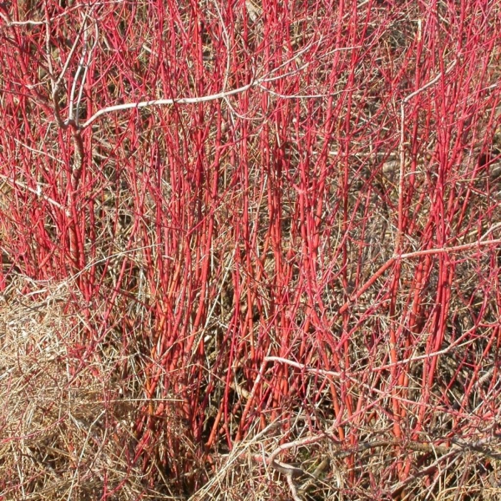 Seidige Hartriegel Kelseyi - Cornus sericea