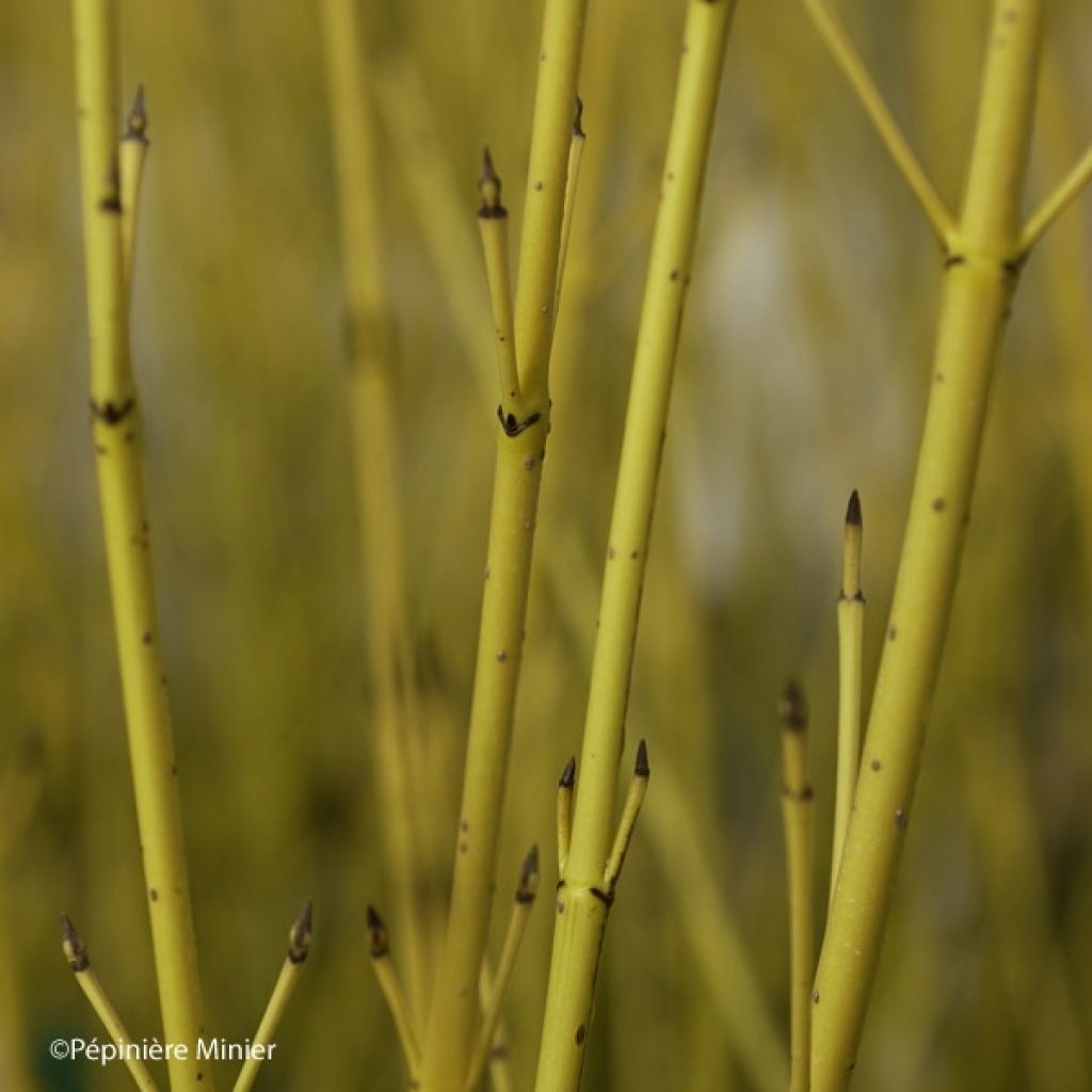 Seidige Hartriegel Flaviramea - Cornus sericea