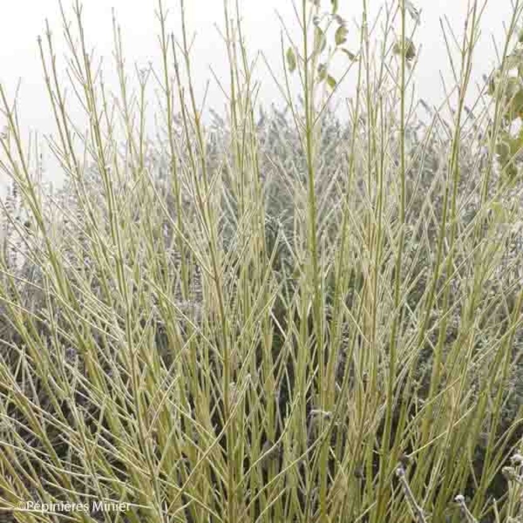 Seidige Hartriegel Flaviramea - Cornus sericea