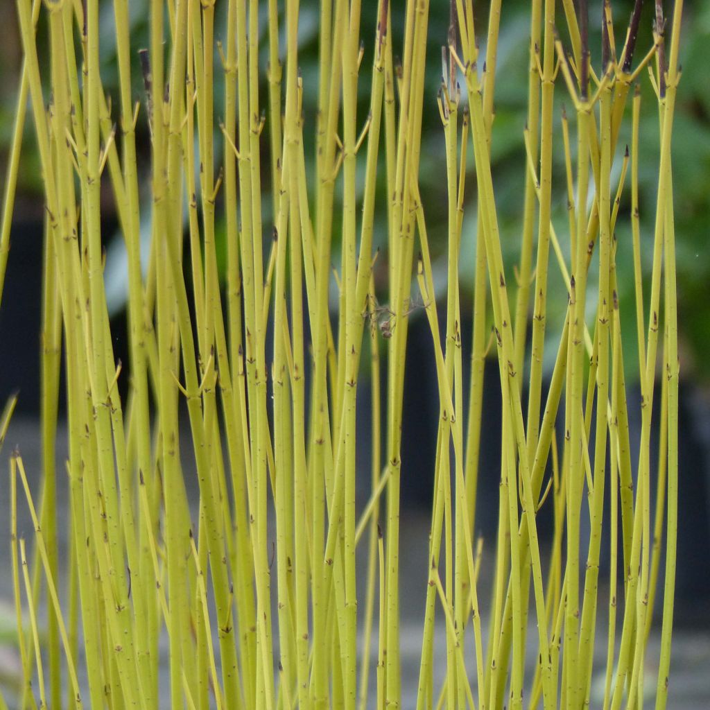 Seidige Hartriegel Flaviramea - Cornus sericea