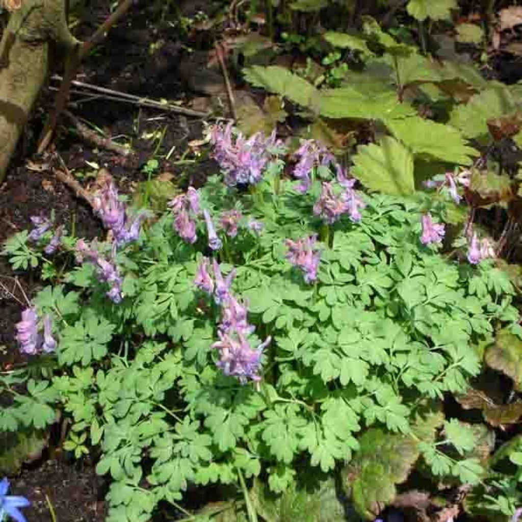 Corydalis solida - Gefingerter Lerchensporn