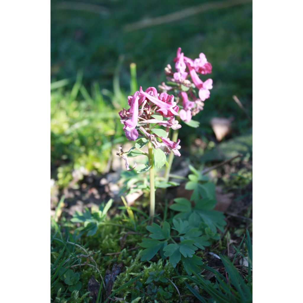 Corydalis solida Purple Bird - Gefingerter Lerchensporn