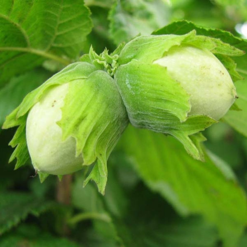 Noisetier tortueux, Corylus avellana contorta