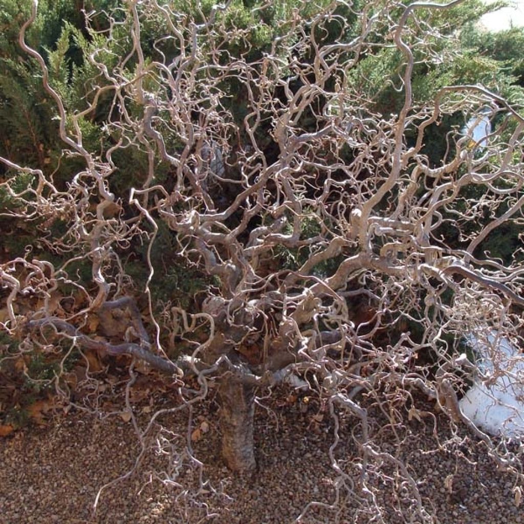 Noisetier tortueux, Corylus avellana contorta