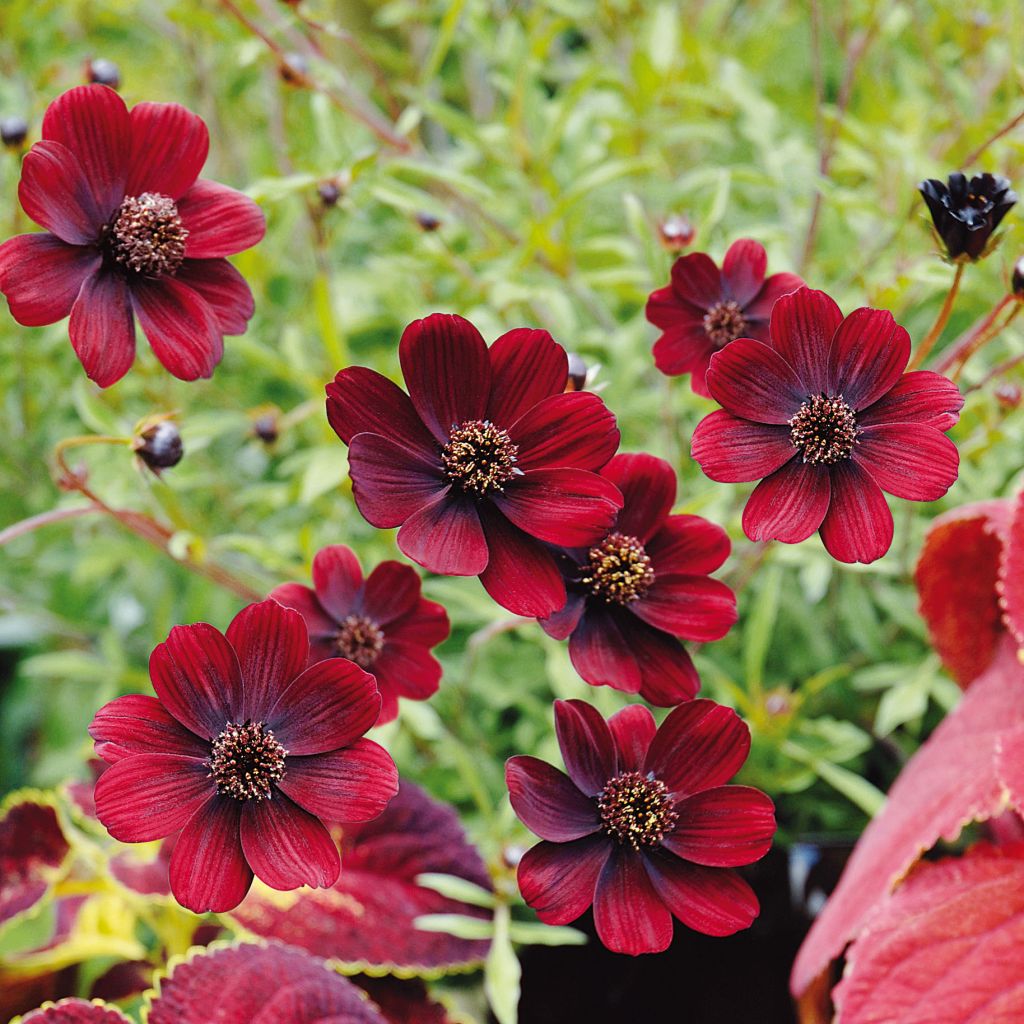 Schokoladen-Kosmee Chocamocha - Cosmos atrosanguineus