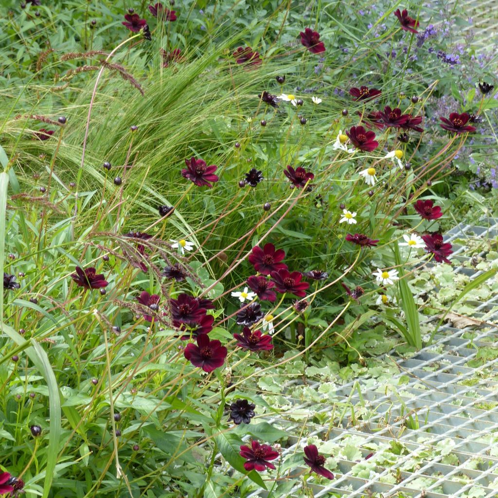 Schokoladen-Kosmee Chocamocha - Cosmos atrosanguineus