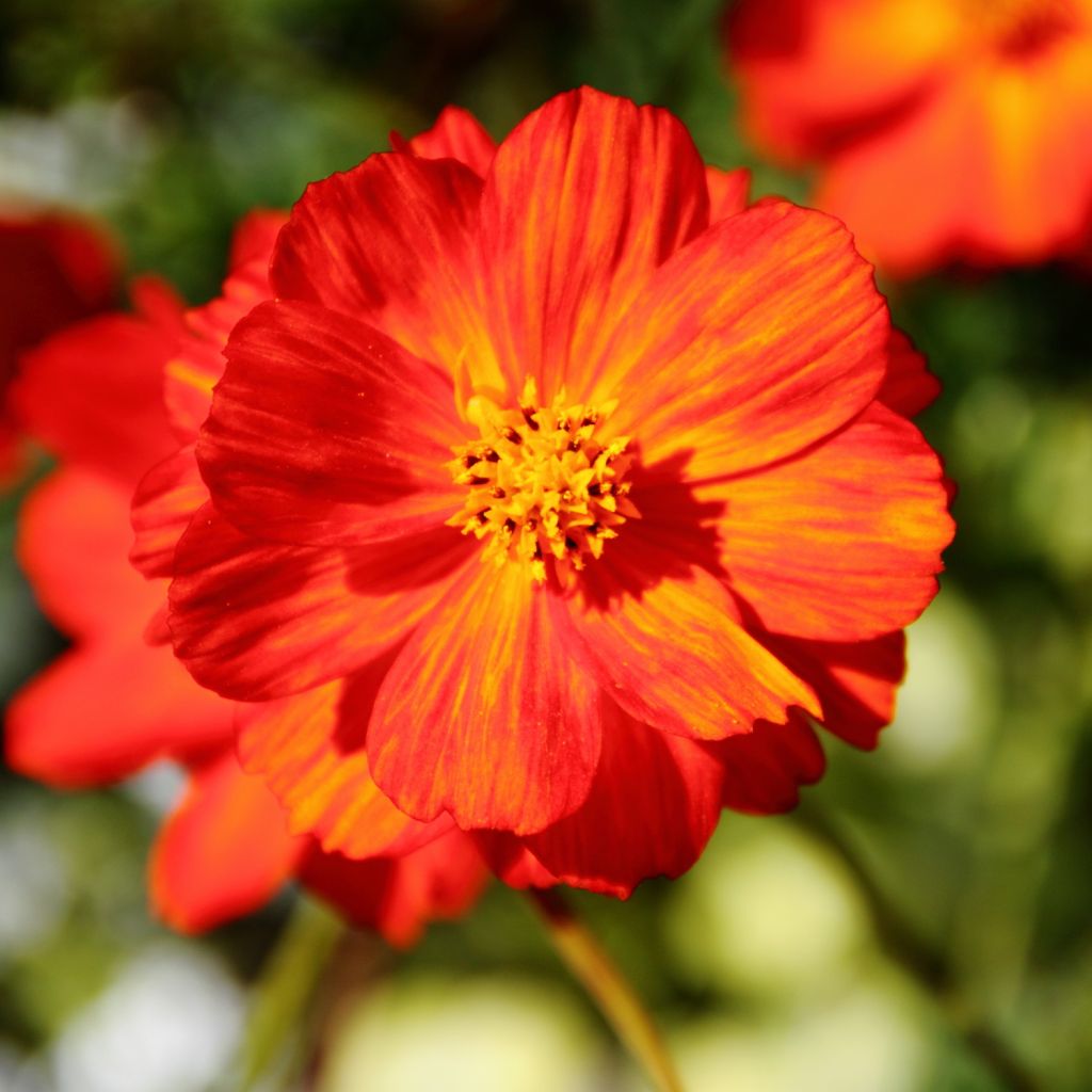 Cosmos sulphureus Brightness Red (Samen) - Gelbes Schmuckkörbchen