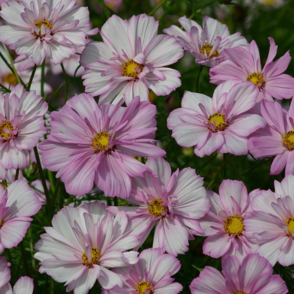 Schmuckkörbchen Cosimo Collarette (Samen) - Cosmos